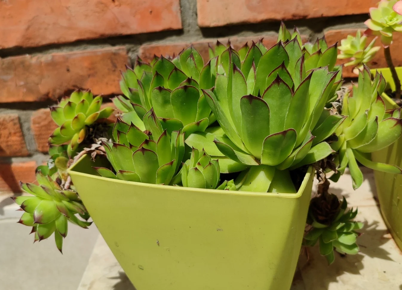 čuvarkuća za šta se koristi